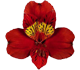 گل آلسترومریا تامپا
